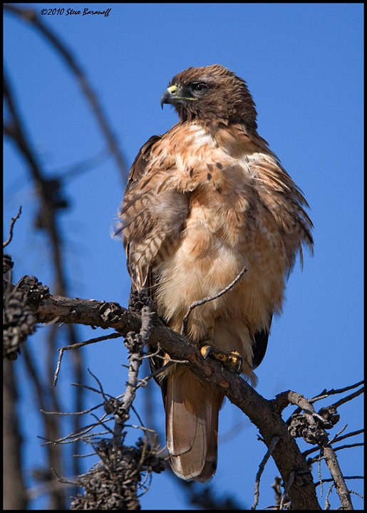 _0SB3786 red-tailed hawk.jpg